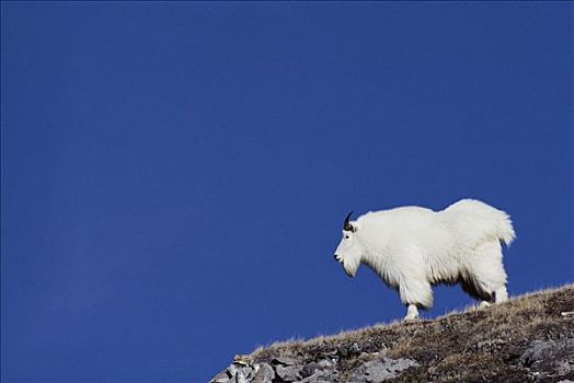 石山羊,雪羊,边缘,冰川国家公园,落基山脉,蒙大拿