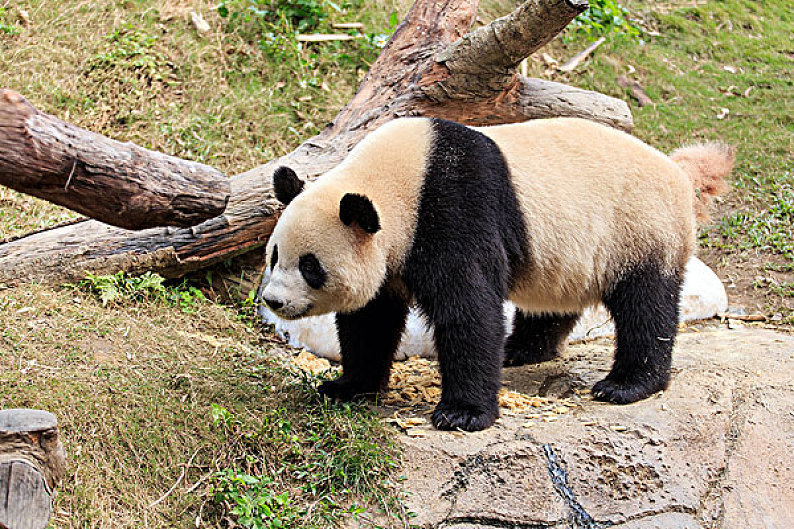 国宝大熊猫图片_国宝大熊猫高清图片_全景视觉