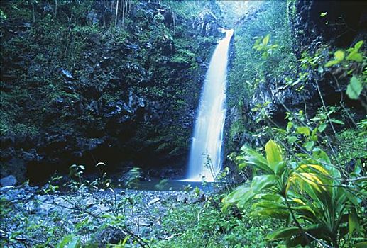 夏威夷,毛伊岛,瀑布,茂密,热带雨林