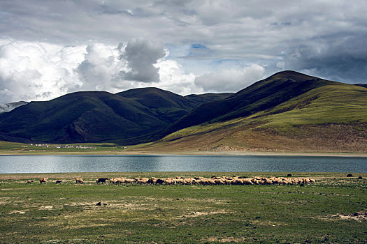 西藏的大草原