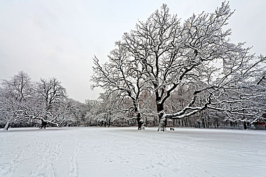 冬季风景,汉堡市,德国