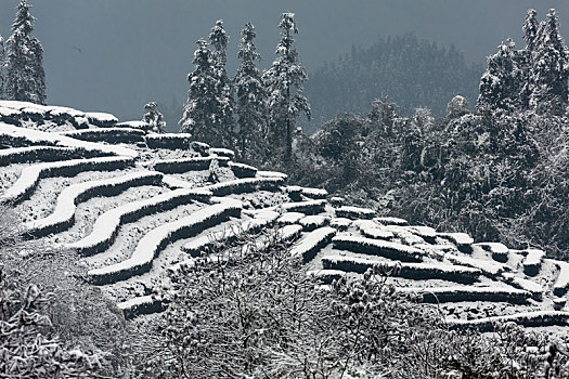 茶山风光