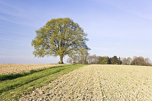 橡树,地点,陆地,北莱茵威斯特伐利亚,德国