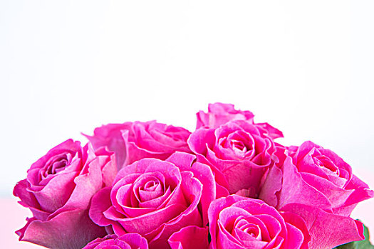 花束,粉色,玫瑰,留白