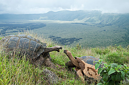 阿尔斯多火山海岛陆龟,加拉巴哥象龟,强势,展示,伊莎贝拉岛,加拉帕戈斯群岛,厄瓜多尔