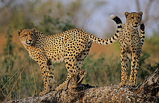 印度豹,萨比萨比,国家,公园,南非