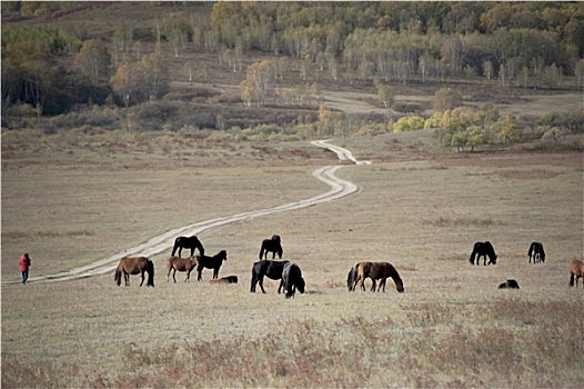 内蒙古乌兰布统大草原的秋色