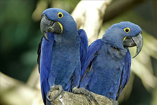 紫蓝金刚鹦鹉,成年,一对,南美