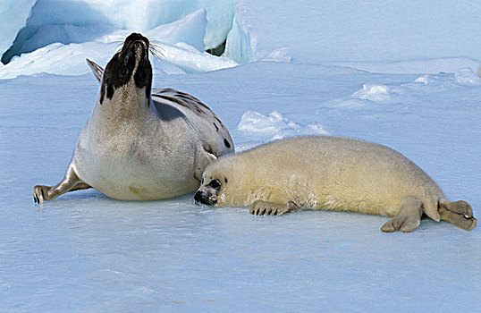 鞍纹海豹,琴海豹,母亲,幼仔,站立,冰原,岛屿,加拿大