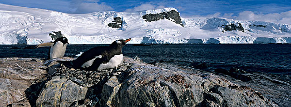南极,岛屿,港口,巴布亚企鹅,栖息地,岩石,悬崖,靠近,潮水,冰河
