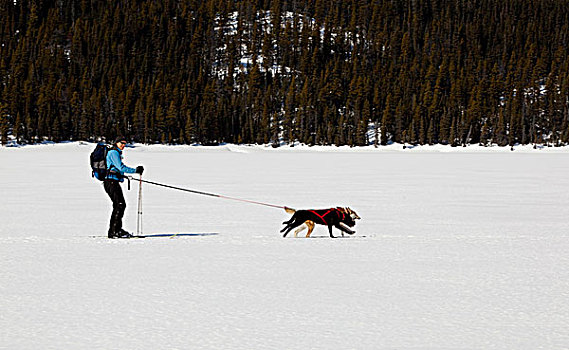 女人,雪橇狗,拉拽,越野滑雪,阿拉斯加,爱斯基摩犬,冰冻,湖,沿岸,山脉,小路,育空地区,不列颠哥伦比亚省,加拿大