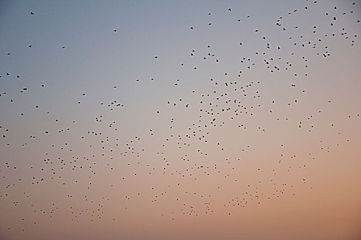天空中的鸟群