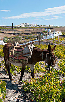 驴,地点,背景,区域,锡拉岛,希腊群岛
