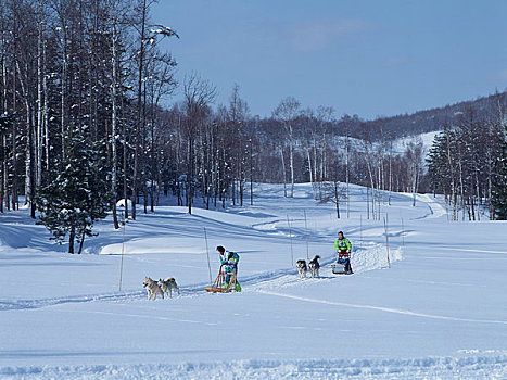 雪橇狗