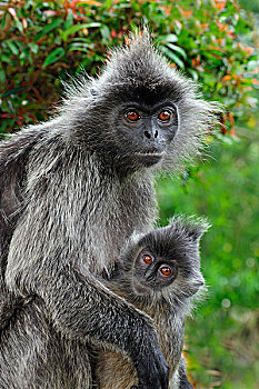 叶子,猴子,母亲,幼小,雪兰莪州,自然公园,马来西亚