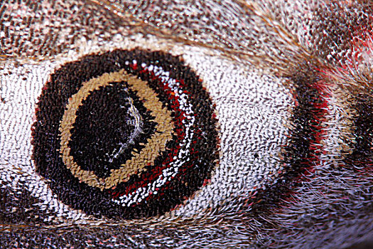 天蚕蛾,眼状斑纹,翼,法国