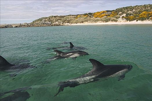 海豚,福克兰群岛