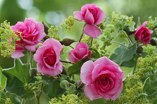玫瑰,粉色,花,芳香,羽衣草属