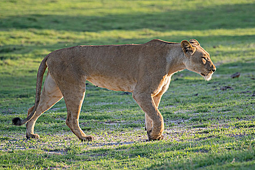 雌狮,狮子,跑,乔贝国家公园,乔贝,地区,博茨瓦纳,非洲