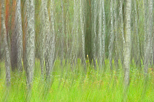模糊,桦树,树林,生物保护区,萨克森,德国