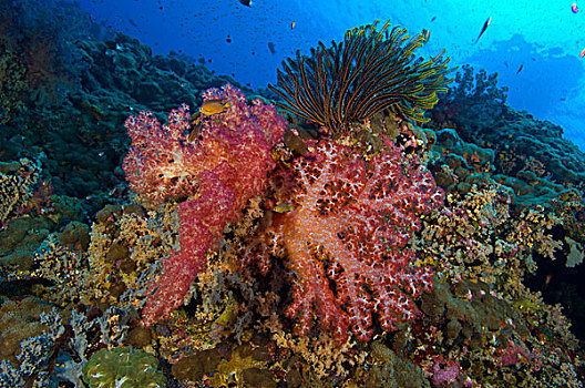 红色,软珊瑚,海百合,巴布亚新几内亚