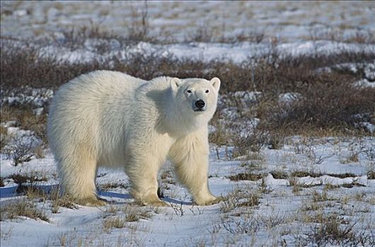 北极熊,肖像,哈得逊湾,加拿大