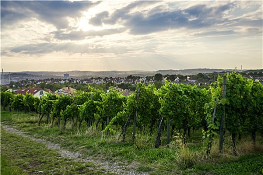葡萄酒,地点,斯图加特,德国