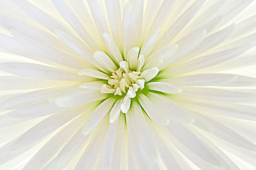 白色,菊花,花