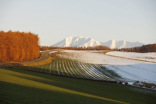 彩色,落叶松属植物,木头,雪