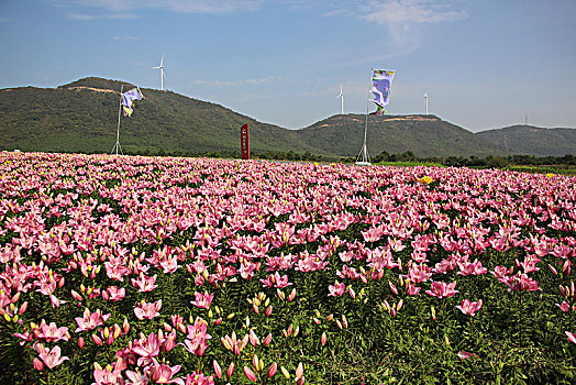 百合花