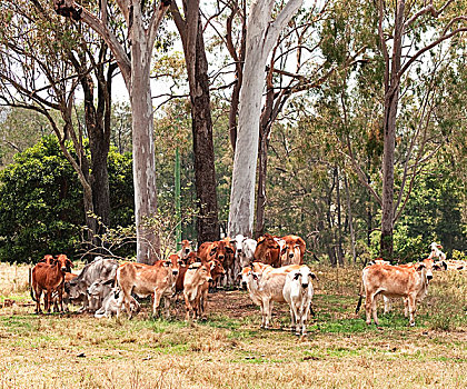 澳大利亚,牛,乡野,牧群,母牛