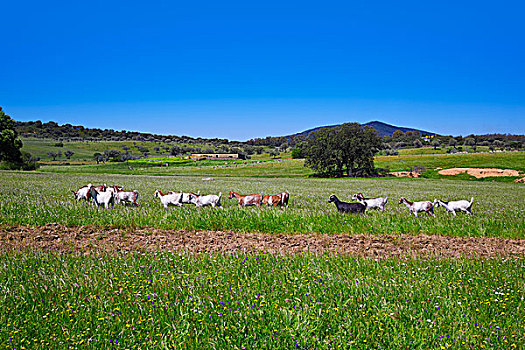 道路,山羊,草地,埃斯特雷马杜拉,西班牙