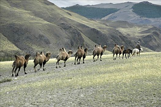 大篷车,巴克特里亚,骆驼,草原,蒙古,阿尔泰,靠近,乌布苏