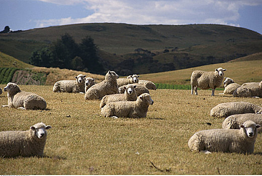 綿羊,農場