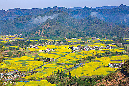 田园,春色,油菜花,漫山遍野,俯瞰