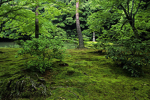 日本,京都,金阁寺,庙宇,苔藓,花园