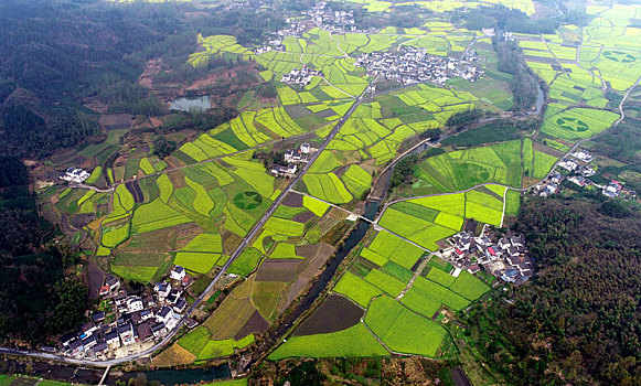 黟县油菜花