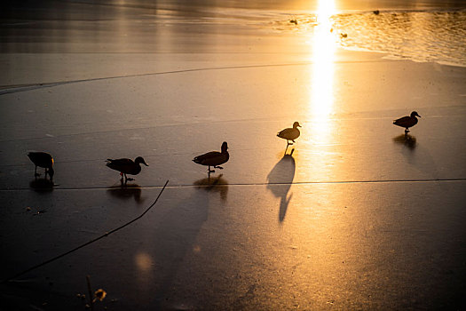 夕阳下冰面上的鸭子