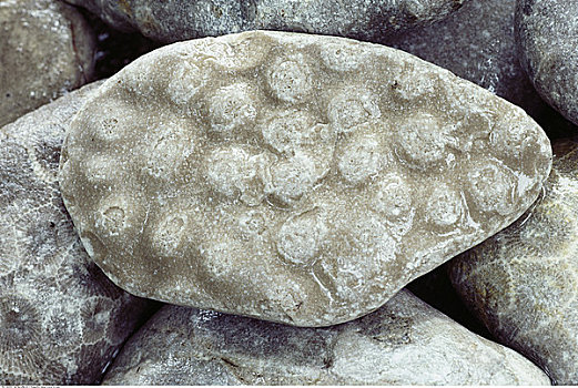 化石,石头