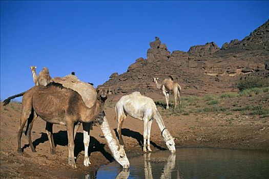 骆驼,喝,绿洲,利比亚,非洲