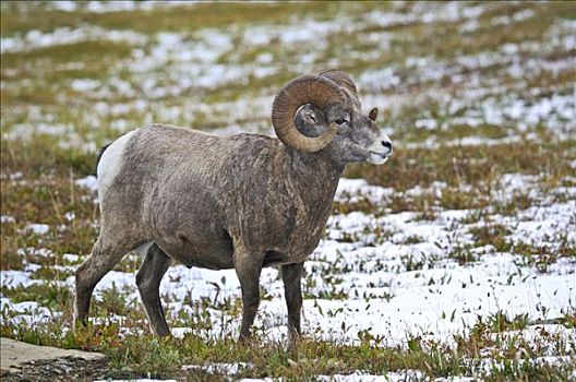 大角羊,冰川国家公园,蒙大拿,美国,北美