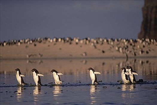 阿德利企鹅,群,通勤,藻类,弄脏,夏天,融化,水池,罗斯海,南极