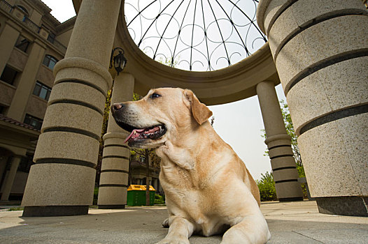 拉布拉多犬