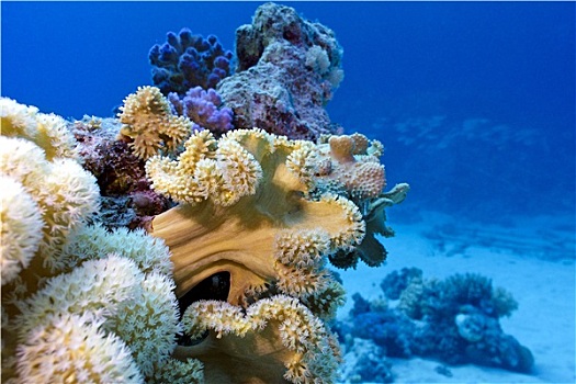 珊瑚礁,黄色,软珊瑚,仰视,红海,埃及,蓝色背景,水,背景