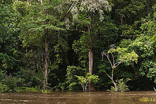 雨林,河,圭亚那