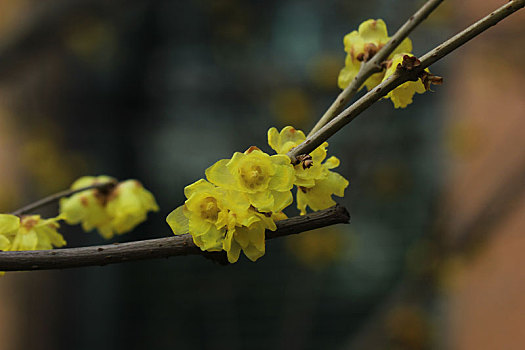 腊梅,冬天,黄色,花开