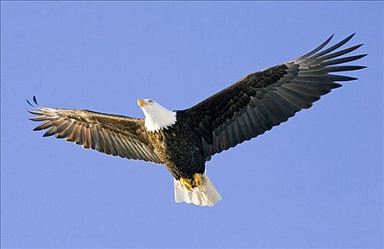白头鹰,半空,飞行,上方,肯奈半岛,阿拉斯加,冬天