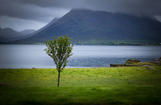 苏格兰斯凯,天空,岛景色,草地上的独树