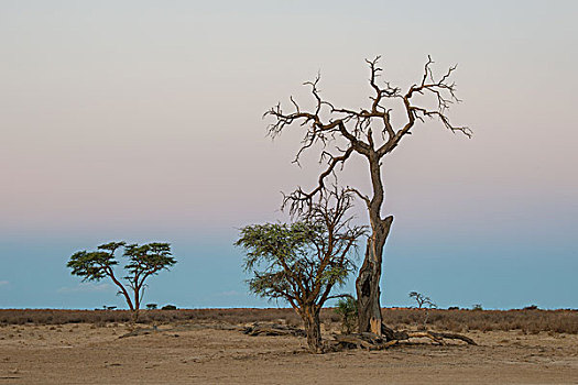 骆驼,刺,枯木,道路,卡拉哈迪大羚羊国家公园,北开普,南非,非洲