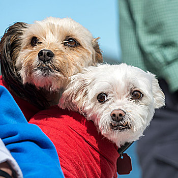 特写,两个,可爱,狗,格罗莫讷国家公园,纽芬兰,拉布拉多犬,加拿大